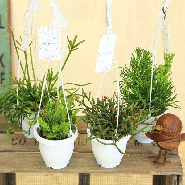 観葉植物：リプサリス （吊り鉢）*4号 多肉植物 : 遊恵盆栽 Yahoo!店
