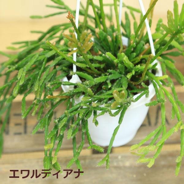 観葉植物 リプサリス 吊り鉢 4号 多肉植物 Buyee 日本代购平台 产品购物网站大全 Buyee一站式代购 Bot Online