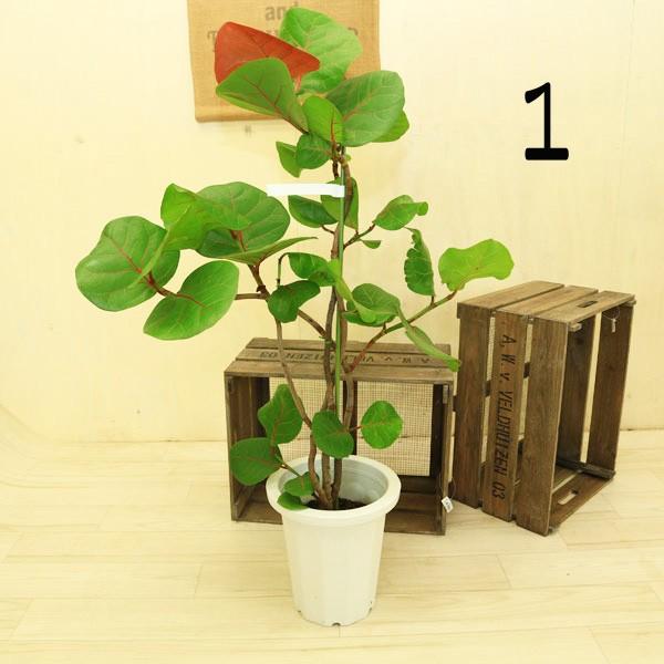 観葉植物：シーグレープ ココロバ*8号 現品選べます(大型便配送