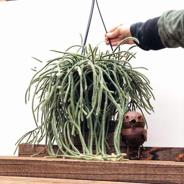 観葉植物 リプサリス ホリダ 吊り鉢 大サイズ Buyee 日本代购平台 产品购物网站大全 Buyee一站式代购 Bot Online