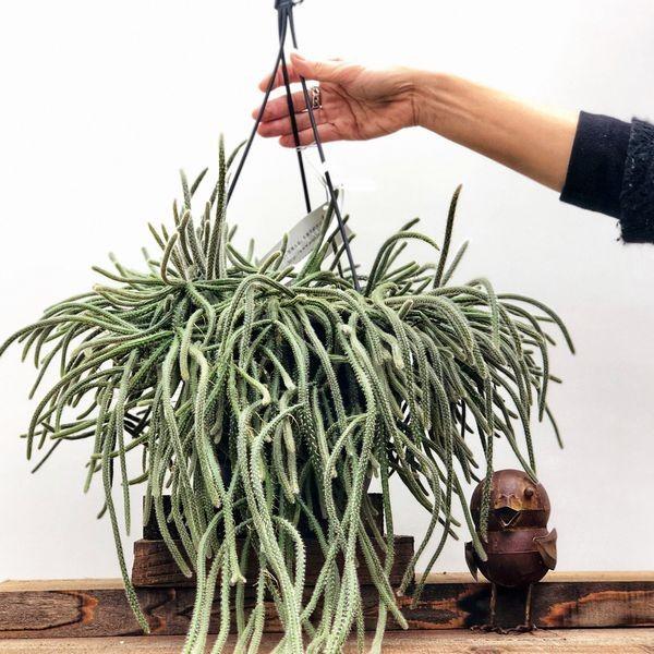 観葉植物 リプサリス ホリダ 吊り鉢 大サイズ Buyee 日本代购平台 产品购物网站大全 Buyee一站式代购 Bot Online