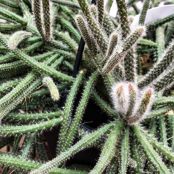 観葉植物 リプサリス ホリダ 吊り鉢 大サイズ Buyee 日本代购平台 产品购物网站大全 Buyee一站式代购 Bot Online