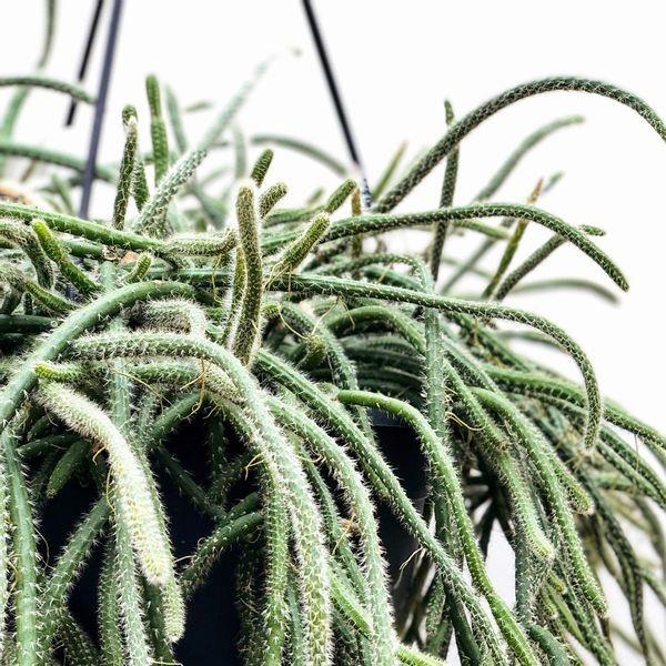 観葉植物 リプサリス ホリダ 吊り鉢 大サイズ Buyee 日本代购平台 产品购物网站大全 Buyee一站式代购 Bot Online