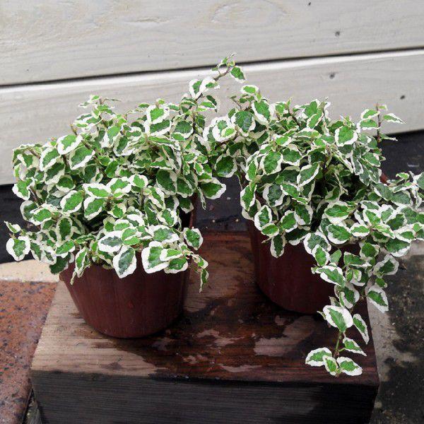 観葉植物 おしゃれ 苗 フィカス プミラ サニーホワイト 2個セット ぷみら F0612 遊恵盆栽 Yahoo 店 通販 Yahoo ショッピング