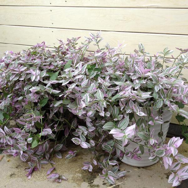 トラディスカンチア ラベンダー 陶器鉢 鉢色選べます 各現品限り F0656 遊恵盆栽 Yahoo 店 通販 Yahoo ショッピング