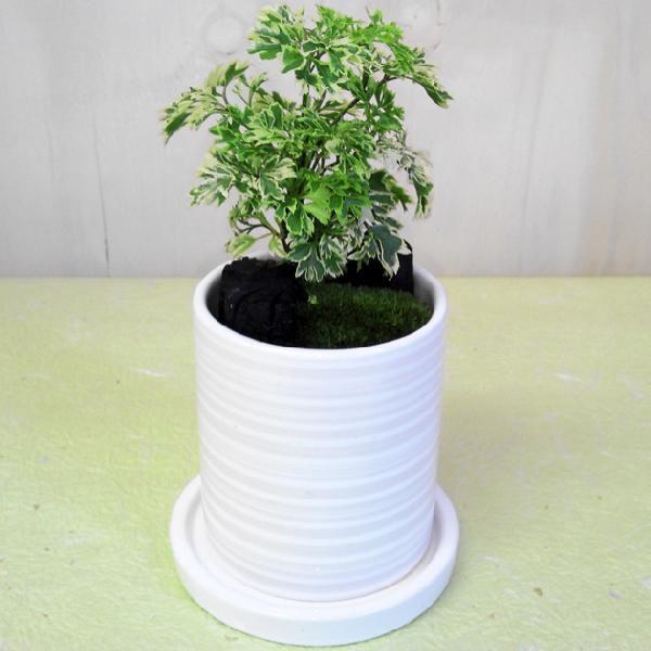 観葉植物 花 花オリジナル ポリシャス タイワンモミジ シュガーベイビー 備長炭 コケ付 サークル陶器鉢 白or黒 受皿付 F0671 遊恵盆栽 Yahoo 店 通販 Yahoo ショッピング