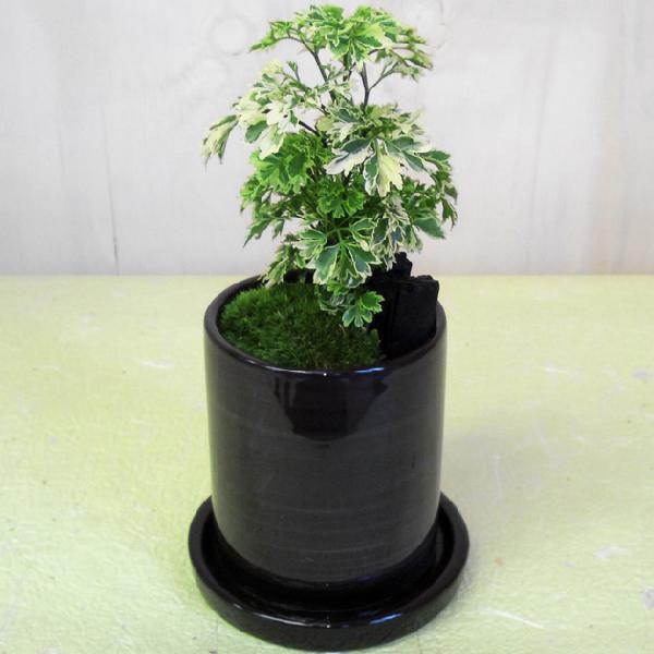 観葉植物 花 花オリジナル ポリシャス タイワンモミジ シュガーベイビー 備長炭 コケ付 サークル陶器鉢 白or黒 受皿付 Buyee Buyee Japanese Proxy Service Buy From Japan Bot Online