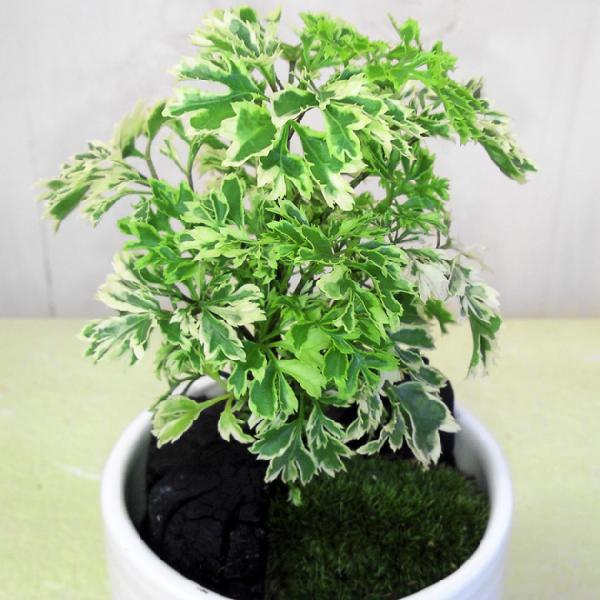 観葉植物 花 花オリジナル ポリシャス タイワンモミジ シュガーベイビー 備長炭 コケ付 サークル陶器鉢 白or黒 受皿付 Buyee Buyee Japanese Proxy Service Buy From Japan Bot Online