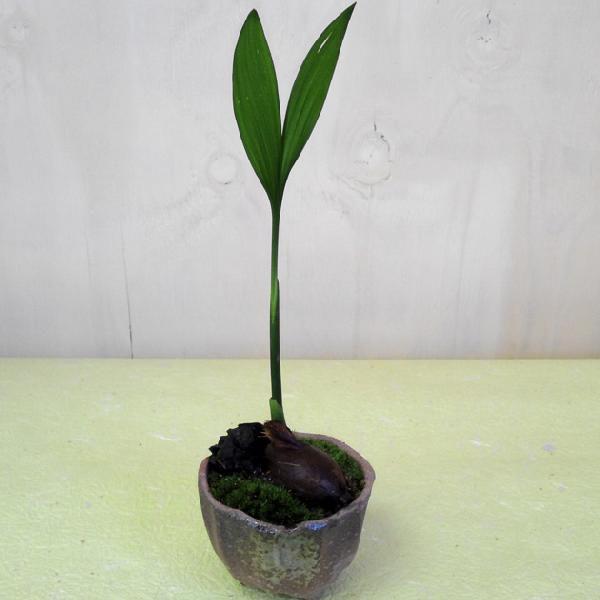 観葉植物 花 花オリジナル アレカヤシ 備長炭 コケ付 ミニ陶器鉢 Buyee Buyee Japanese Proxy Service Buy From Japan Bot Online