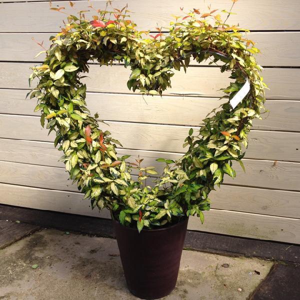 観葉植物 テイカカズラ オウゴンカズラ ハート仕立て 大 現品限り Buyee Buyee Japanese Proxy Service Buy From Japan Bot Online
