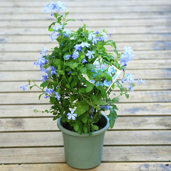観葉植物 ルリマツリ 瑠璃茉莉 プルンバーゴ ブルー ホワイト選べます 5号 F0705 遊恵盆栽 Yahoo 店 通販 Yahoo ショッピング