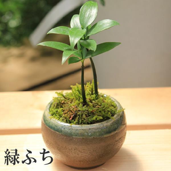 観葉植物 梛 ナギ 小鉢植え 苔付き 鉢を選べます Buyee 日本代购平台 产品购物网站大全 Buyee一站式代购 Bot Online