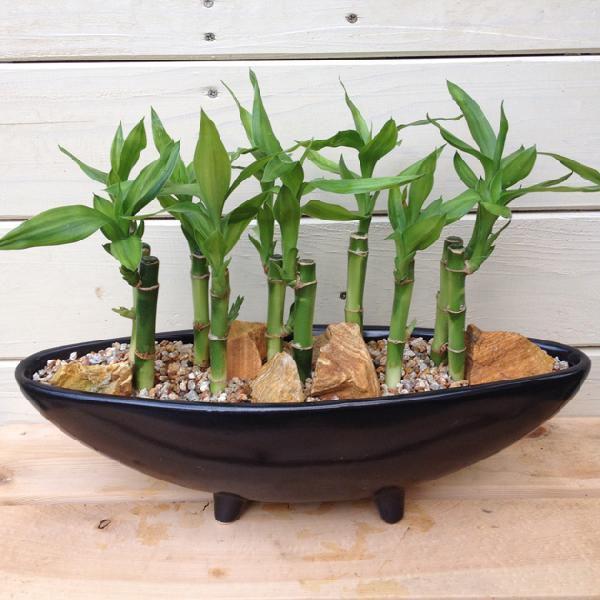 観葉植物 花 花オリジナル 開運竹のミニ竹林 陶器鉢 舟型 F0714 遊恵盆栽 Yahoo 店 通販 Yahoo ショッピング