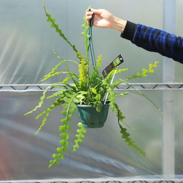 観葉植物:エピフィルム アングリガー*(ジグザグカクタス)吊り 観葉植物:エピフィルム アングリガー*(ジグザグカクタス)吊り