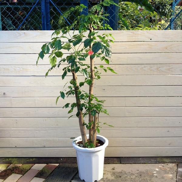 観葉植物 希少 ヘテロパナックス フラグランス 特大 現品限り F0807 遊恵盆栽 Yahoo 店 通販 Yahoo ショッピング