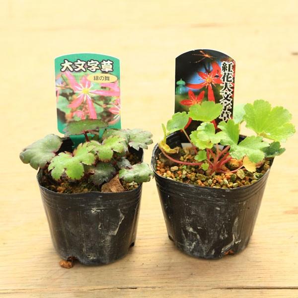 大文字草　山採り直送　5株 大文字草 山採り直送 5株