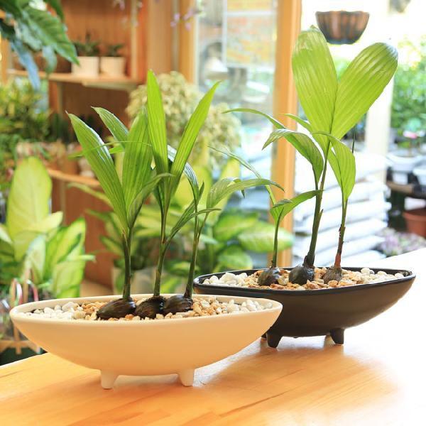 観葉植物　大型　アレカヤシ　陶器鉢　植え込み発送 観葉植物：アレカヤシ “カテチュー” 3本立((陶器鉢（舟形）／ホワイト