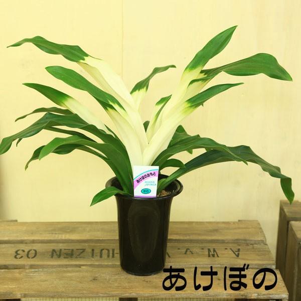 おもと 観葉植物 オモト 4号 万年青 受皿付き Buyee 日本代购平台 产品购物网站大全 Buyee一站式代购 Bot Online