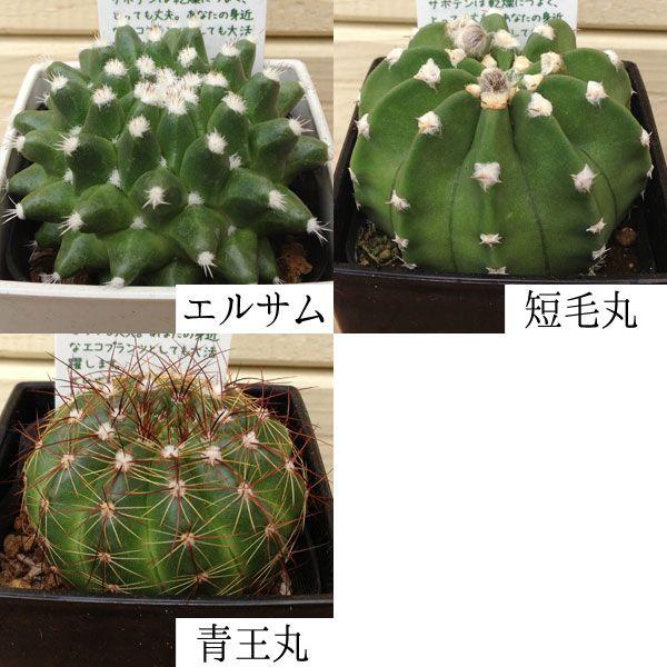 多肉植物 サボテン ミニ 3個セット 7種類から選べます Buyee Buyee บร การต วกลางจากญ ป น ซ อจากประเทศญ ป น