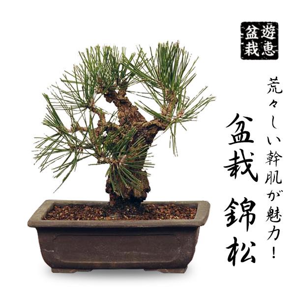 中品盆栽：錦黒松* 錦松幹肌ニシキマツにしきまつ bonsai