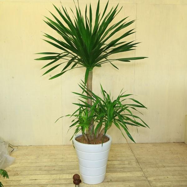 観葉植物：ドラセナ “ドラコ”*陶器鉢 受け皿付 佐川大型便配送 現品