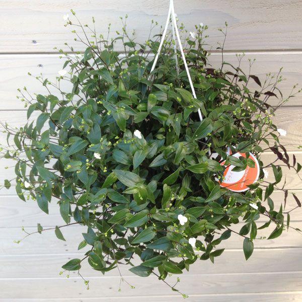 観葉植物 鉢花 吊り鉢 ブライダルベール 6号 Buyee Buyee Japanese Proxy Service Buy From Japan Bot Online