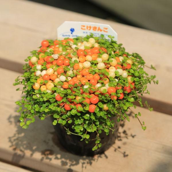 観葉植物 おしゃれ 鉢花 コケサンゴ 苔珊瑚 こけさんご F1497 遊恵盆栽 Yahoo 店 通販 Yahoo ショッピング