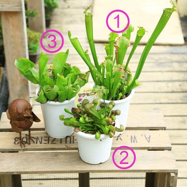 食虫植物：サラセニア*各種 : 遊恵盆栽 Yahoo!店 - 通販 - Yahoo