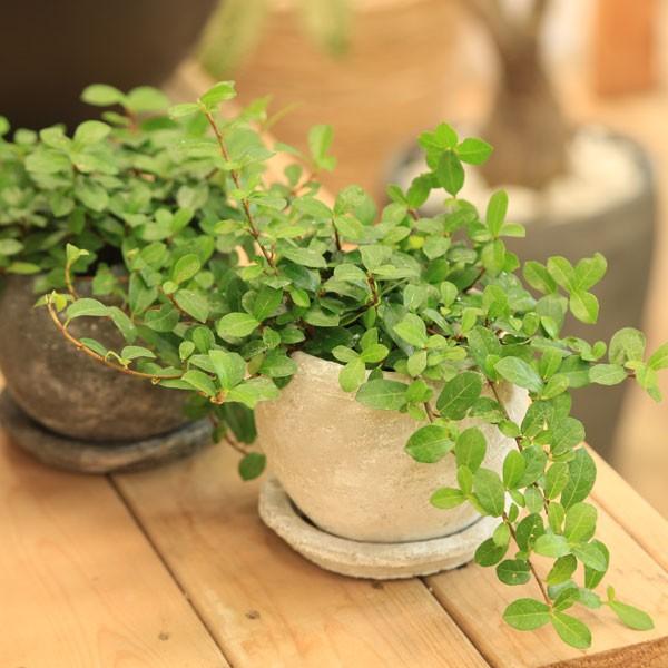 がじゅまる 観葉植物 つる性ガジュマル フィカス シャングリラ 鉢色選べます 受け皿付き Rosetta Bowl Ss Buyee Buyee 提供一站式最全面最專業現地yahoo Japan拍賣代bid代拍代購服務 Bot Online