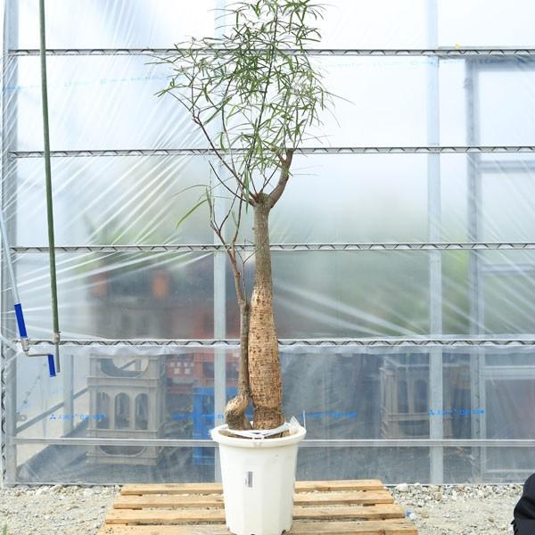 観葉植物・希少:ブラキキトン(ボトルツリー)*現品・大型便 観葉植物・希少:ブラキキトン(ボトルツリー)*現品・大型便
