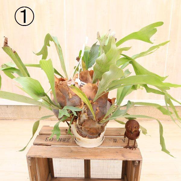 観葉植物 おしゃれ：コウモリラン ビカクシダ ビフルカツム*大