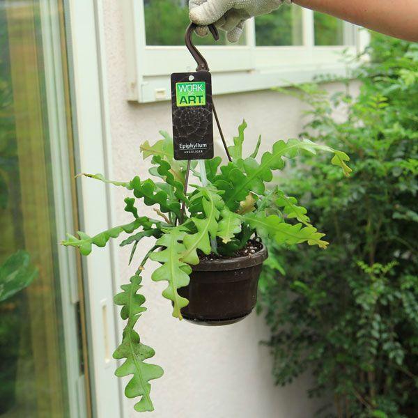 多肉植物 エピフィルム アングリガー 白眉孔雀 有角孔雀 4 5号 小 吊り鉢 F1635 遊恵盆栽 Yahoo 店 通販 Yahoo ショッピング