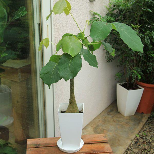 観葉植物：ボンバックス（パンヤノキ）*(6号・白ポット) (受け皿付