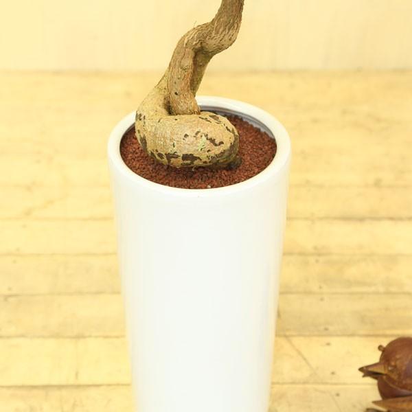 観葉植物 ボトルツリー ブラキキトン ルペストリス Mse陶器鉢 Buyee Buyee 日本の通販商品 オークションの代理入札 代理購入