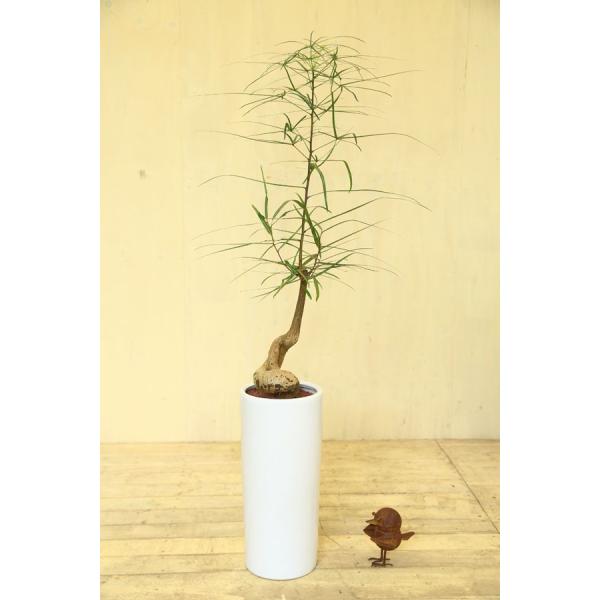 観葉植物 ボトルツリー ブラキキトン ルペストリス Mse陶器鉢 Buyee Buyee 日本の通販商品 オークションの代理入札 代理購入