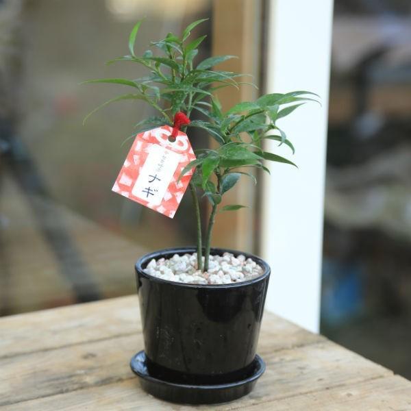 観葉植物 梛 ナギ なぎ ご神木 ブルックラウンド 受け皿付 白ゼオライト Buyee Buyee 提供一站式最全面最專業現地yahoo Japan拍賣代bid代拍代購服務 Bot Online