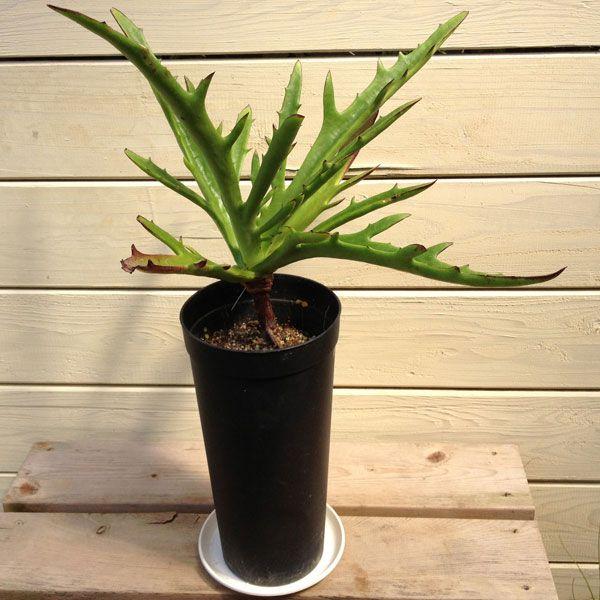 多肉植物 カランコエ シンセパラ デセプタ Buyee Buyee 日本の通販商品 オークションの代理入札 代理購入