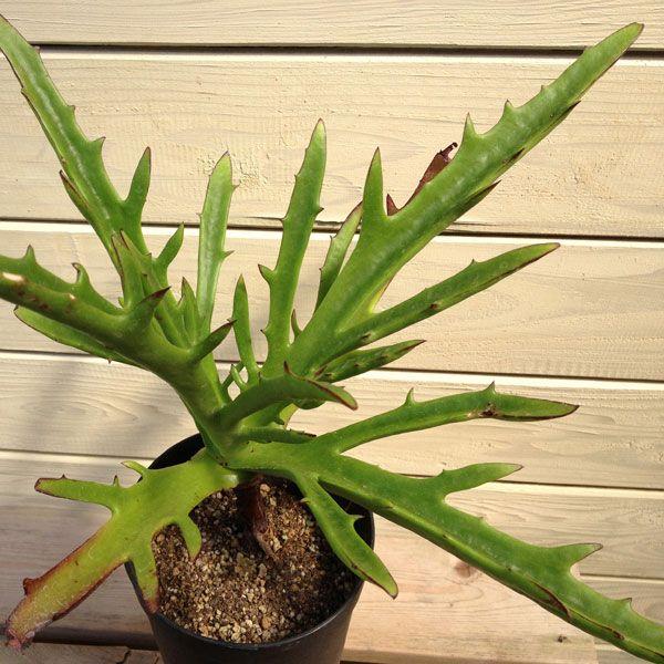 多肉植物 カランコエ シンセパラ デセプタ Buyee Buyee 日本の通販商品 オークションの代理入札 代理購入