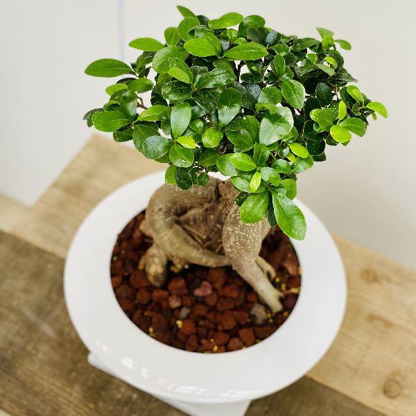 がじゅまる 観葉植物 ガジュマル 陶器鉢あすか 受皿付 Buyee Buyee Japanese Proxy Service Buy From Japan Bot Online