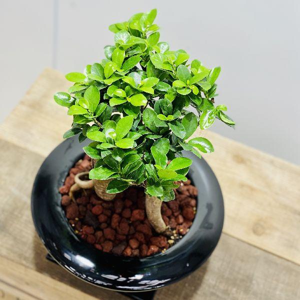 がじゅまる 観葉植物 ガジュマル 陶器鉢あすか 受皿付 Buyee Buyee Japanese Proxy Service Buy From Japan Bot Online