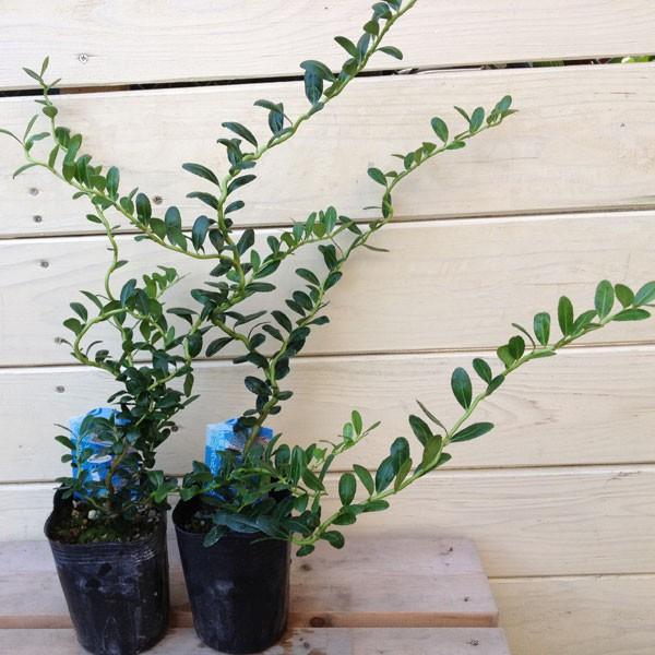 観葉植物 おしゃれ スパイラルドラゴン 雲龍ツゲ スパイラルドラゴン 2個セット F1847 遊恵盆栽 Yahoo 店 通販 Yahoo ショッピング