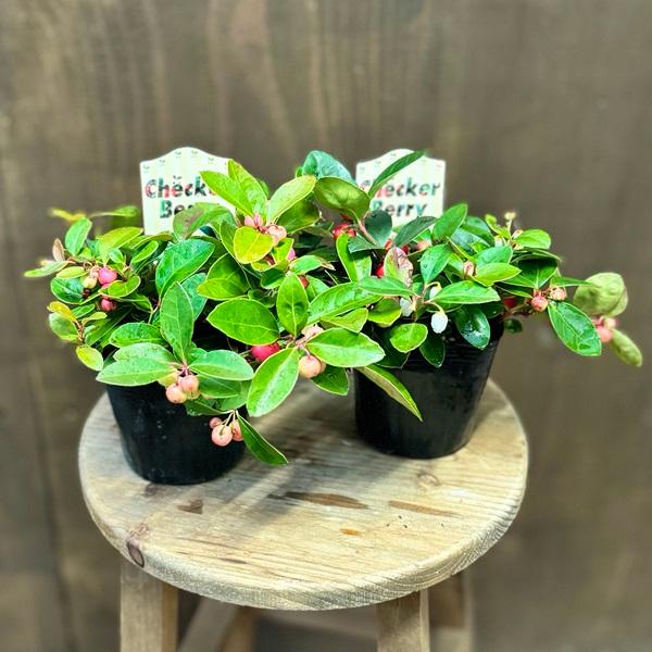 草丈が低くこんもりと密に茂り、実も大きいので寄せ植えの材料として使いやすいです。科目：ツツジ科／属名：シラタマノキ属（ゴールテリア属）／別名：オオミコウジ／花言葉：明日の幸福／耐寒性常緑低木／花時期：6〜7月／実の観賞期：9〜3月／草丈：1...