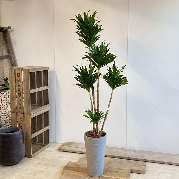 観葉植物：ドラセナ コンパクタ ジャネットクレイガイ* 現品 大型