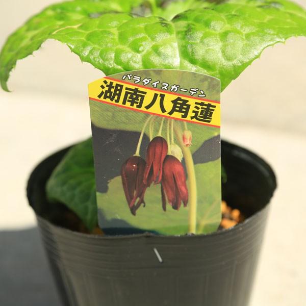 苗：山野草 湖南八角蓮(ハッカクレン) : 遊恵盆栽 Yahoo!店 - 通販