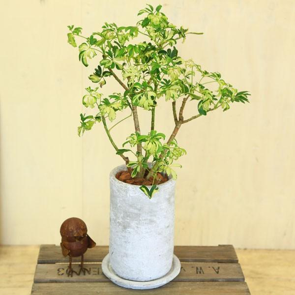 観葉植物 シェフレラ ジャネイ ロゼッタトールｌ 受皿付 バークチップ F2231 遊恵盆栽 Yahoo 店 通販 Yahoo ショッピング