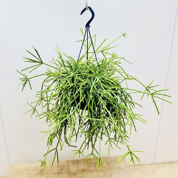 おしゃれ 観葉植物 リプサリス ネベス アルモンディー 5号 吊り鉢 F2236 遊恵盆栽 Yahoo 店 通販 Yahoo ショッピング