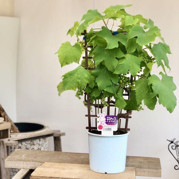 美容・健康 家庭果樹 鉢植え：ブドウフェンス仕立て デラウェア*ぶどう