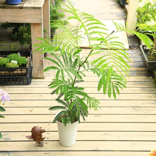 観葉植物 ネムの木 エバーフレッシュ ねむの木 プラポット F2247 遊恵盆栽 Yahoo 店 通販 Yahoo ショッピング