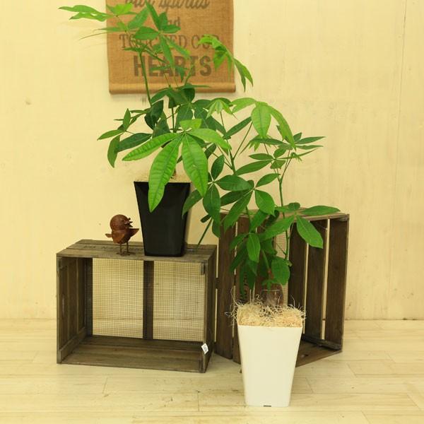 観葉植物：グラシア パキラ*飾り付き 鉢色選べます（受皿付き） : 遊恵