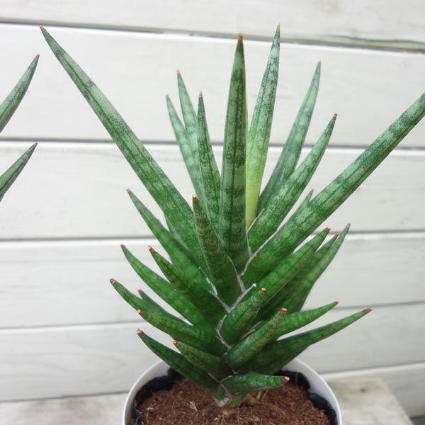 多肉植物 サンスベリア サンセベリア フランシシー Buyee Buyee 提供一站式最全面最專業現地yahoo Japan拍賣代bid代拍代購服務 Bot Online